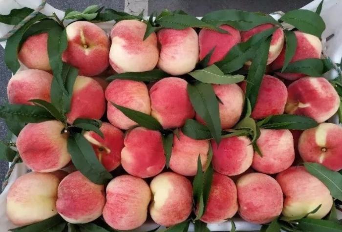 沂源鲜桃“甜上天”了，快让大家都知道