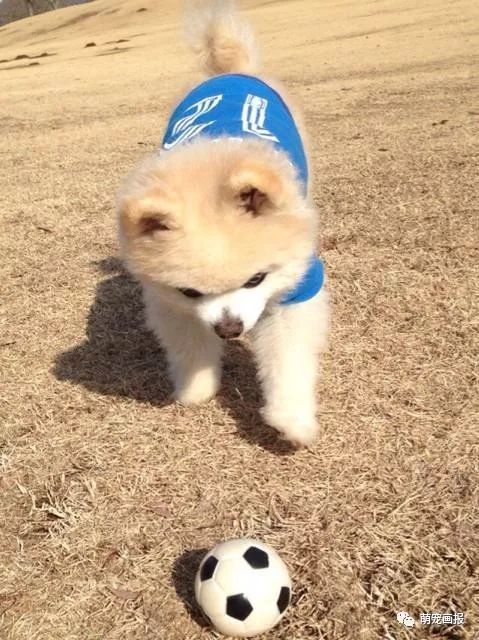 博美犬俊介君,日本博美犬俊介君