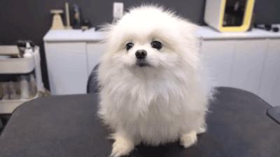 在网上爆火的一只狗,火爆全网的外国狗子