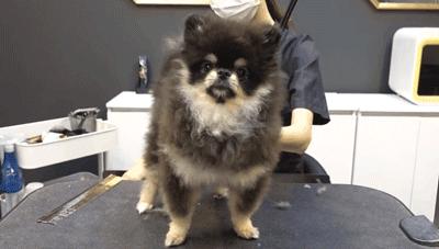 在网上爆火的一只狗,火爆全网的外国狗子