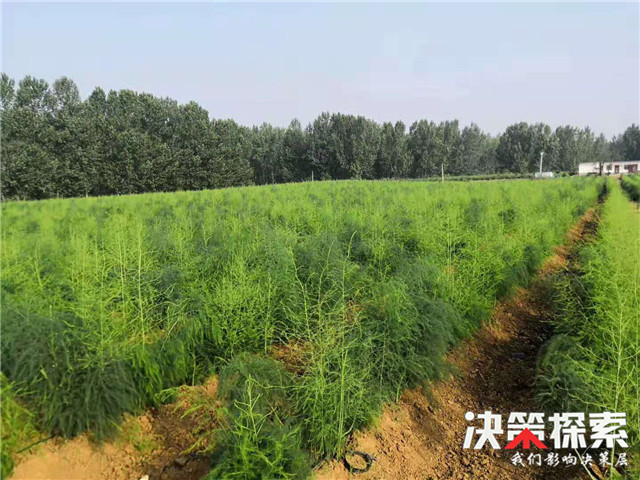 内乡县王店镇:炒出“高价”芦笋茶加快脱贫步伐