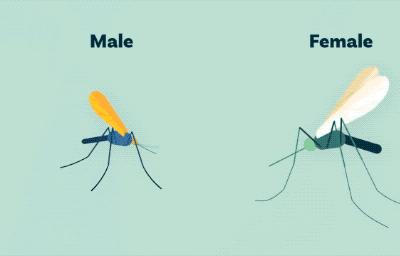 蚊子不会咬人吗,超级讨厌蚊子如何把蚊子赶尽杀绝