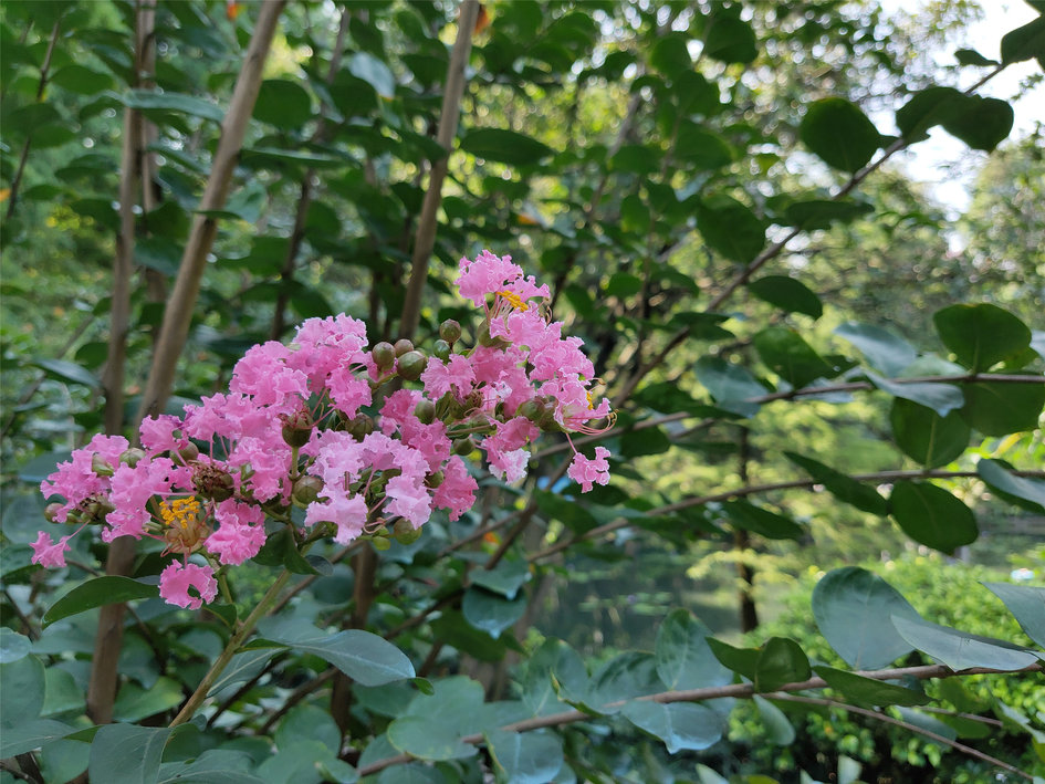 魅族16spro拆解,魅族16spro跑分