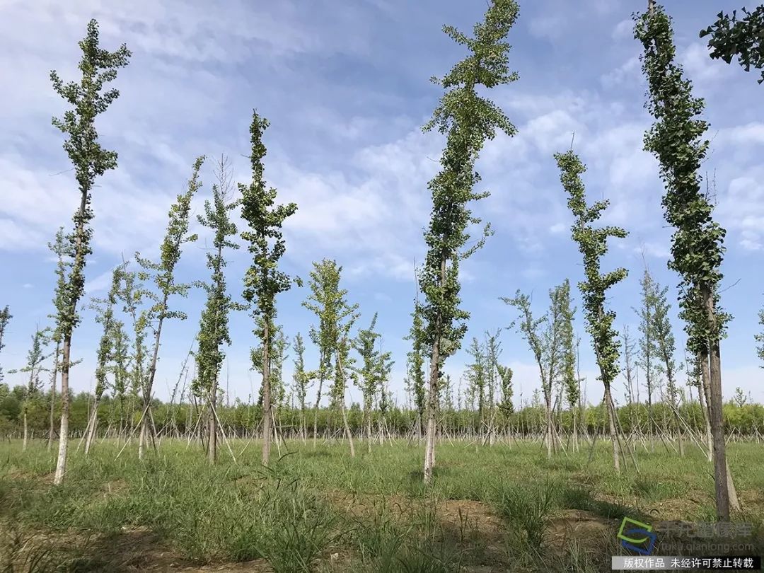 金盏森林公园在哪个位置,朝阳区金盏森林公园