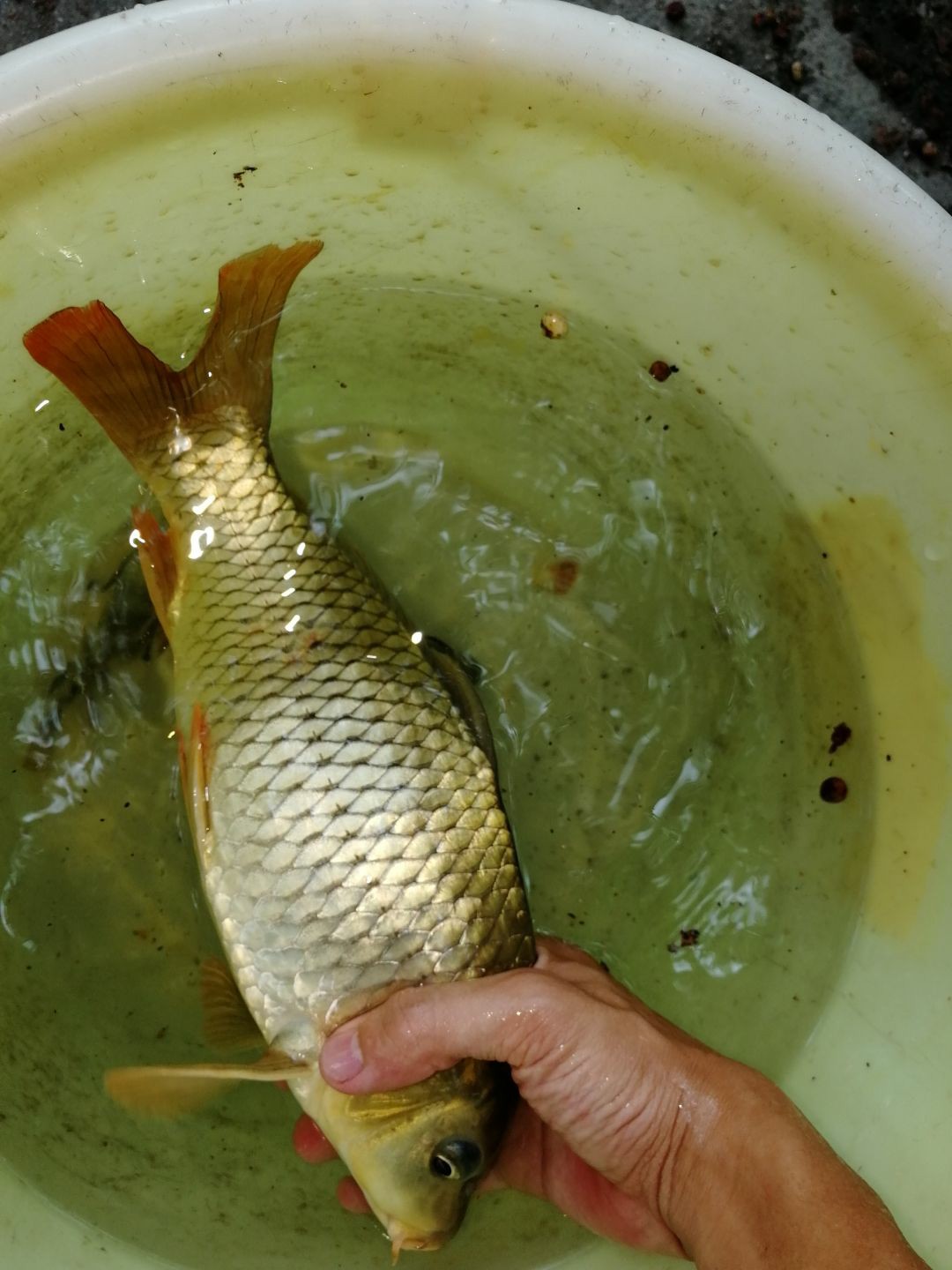 自制黑坑水库饵料,自制拉丝饵料简单