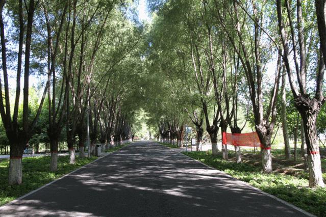 包头花海景点,包头花海美景