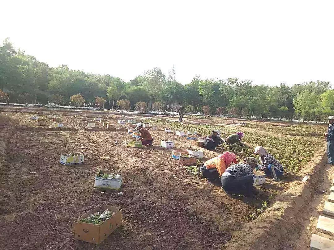 包头花海景点,包头花海美景