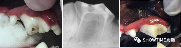 毛孩子咬了怎么办,毛孩子的牙折断