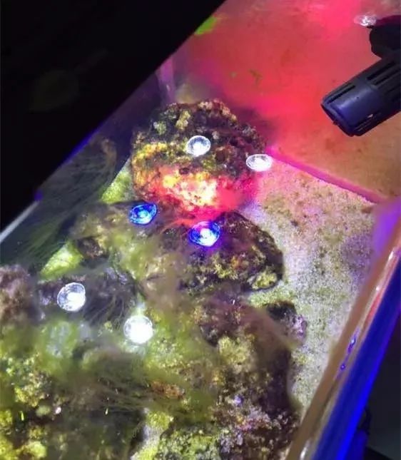 40方缸用背滤,小尺寸背滤