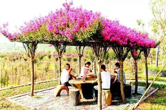 最适合做造型苗的10大树种