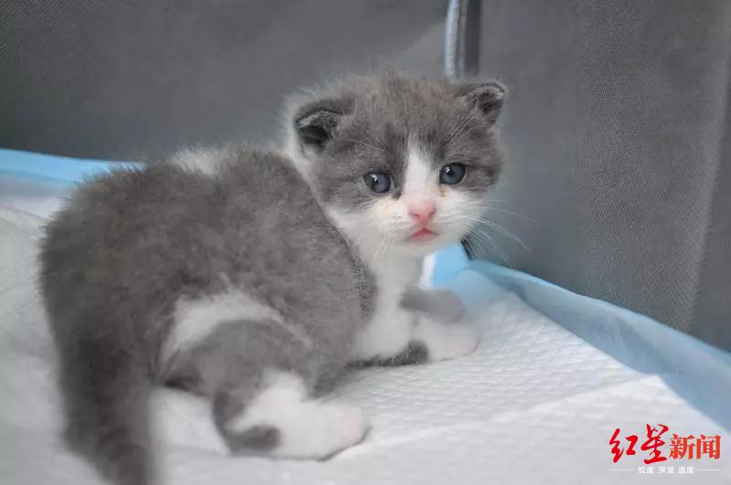 花万元克隆宠物猫狗,女子克隆宠物狗