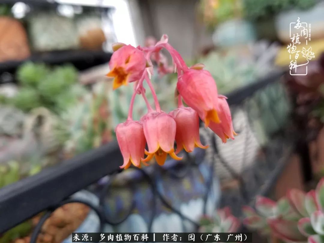 多肉粉色仙人球开花图片,开花最好看的多肉仙人球