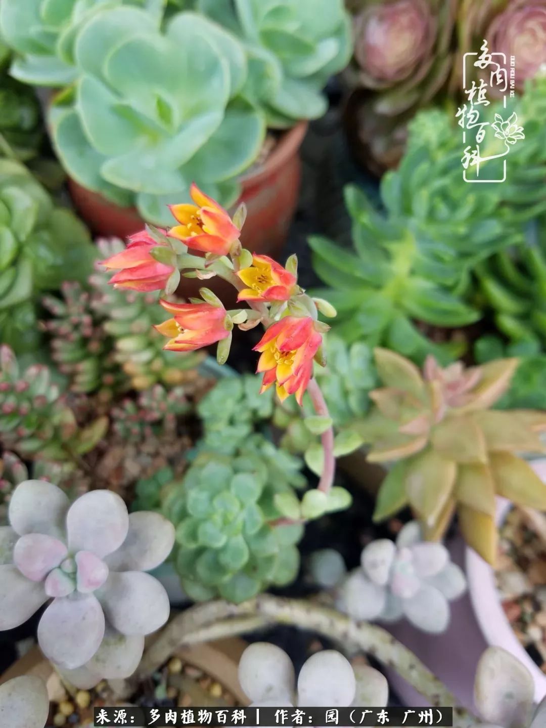 多肉粉色仙人球开花图片,开花最好看的多肉仙人球