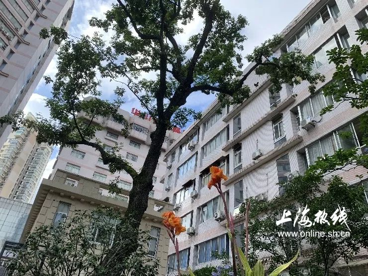 TA藏在静安，可能是市中心最袖珍公园，重温老上海的儿时记忆