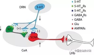中国科大等在疼痛致抑郁症研究方面取得进展