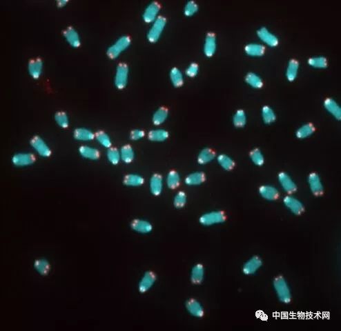 癌症端粒酶如何抑制,能提高癌细胞的端粒酶吗