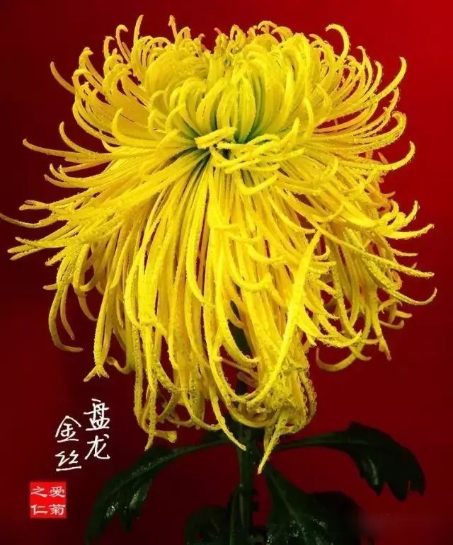 80种最美菊花高清图片,最具欣赏价值的菊花