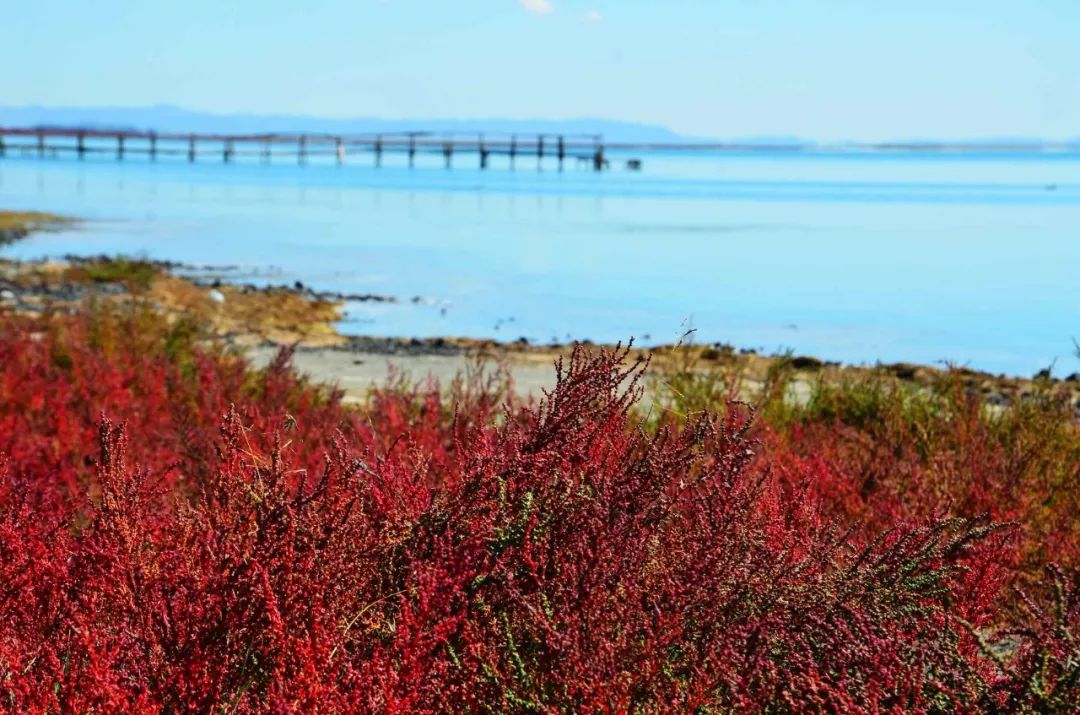 达里湖红海滩在哪里,达里湖冬捕