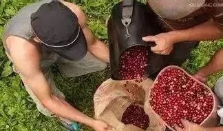 为什么游客都喜欢哥伦比亚,哥伦比亚咖啡的口感与特点