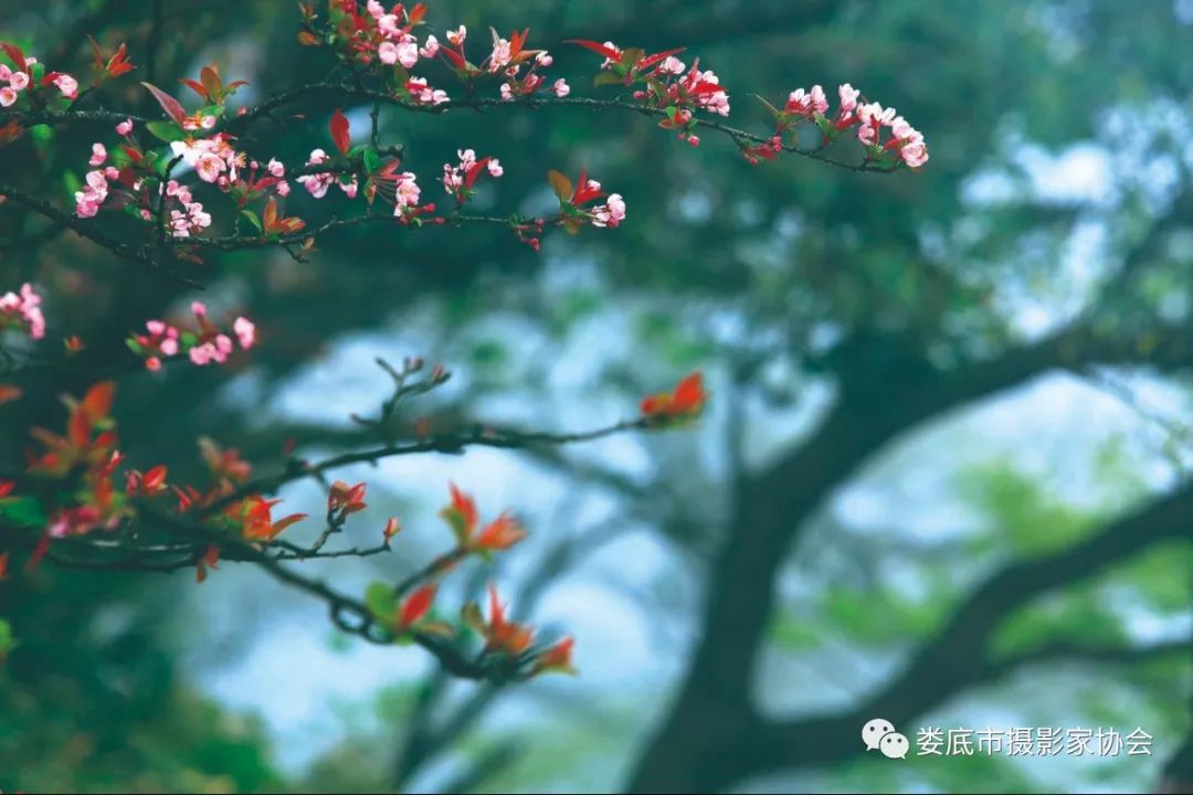 生态娄底美丽家园——【壮丽70年奋斗新时代】娄底首届风光摄影作品展览生态小品作品选登