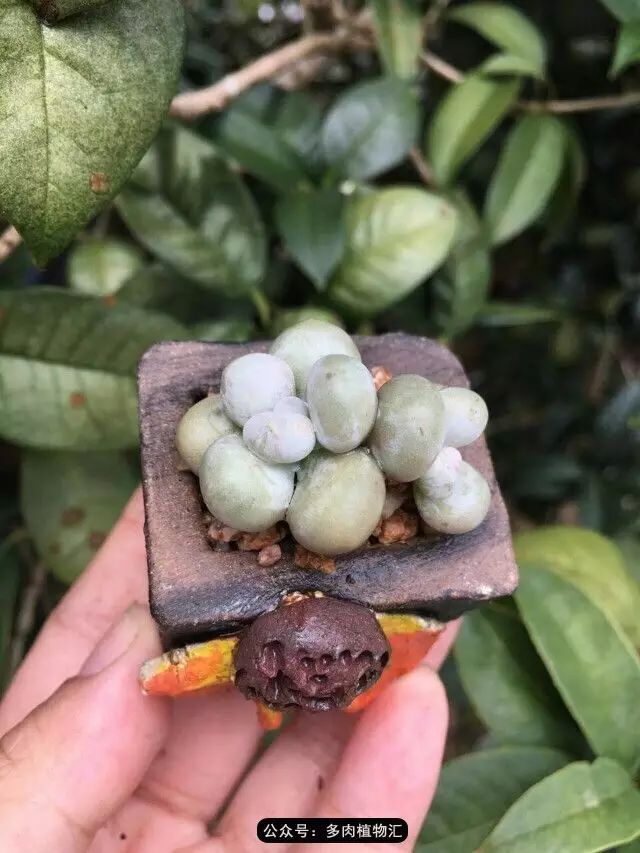 干奶酪怎么挑,奶酪如何挑选品牌