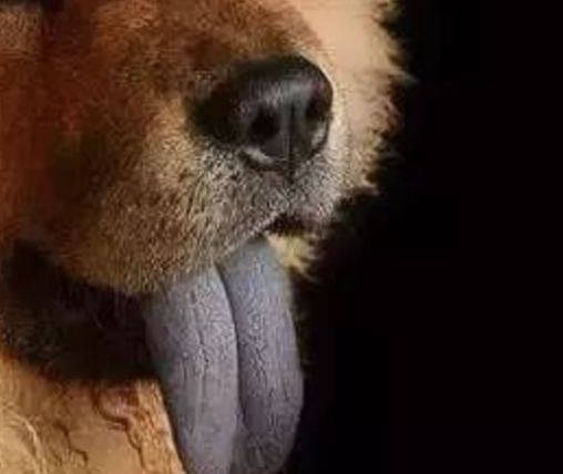 狗狗舌头的秘密居然有7个,汪星人有哪些秘密