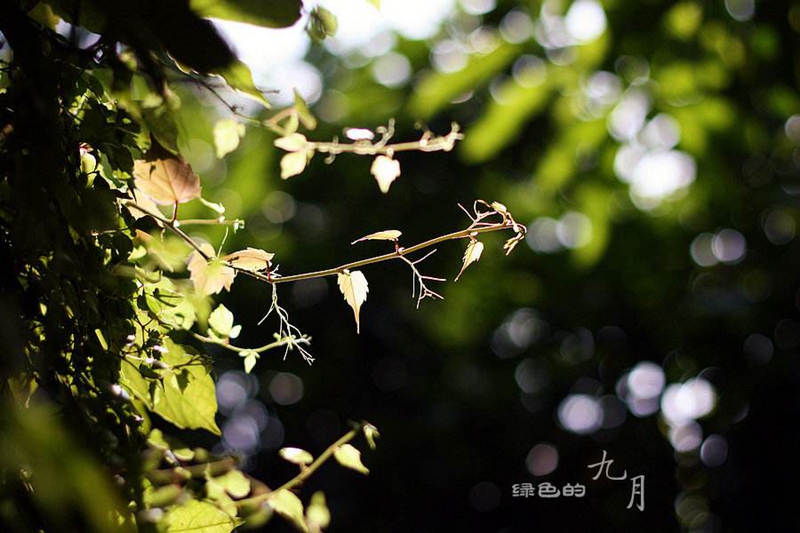 滨州市朗诵协会新年诗会,滨州诗词朗诵协会