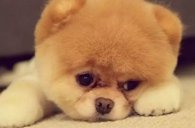 丽江宠物基地,丽江最好的宠物医院