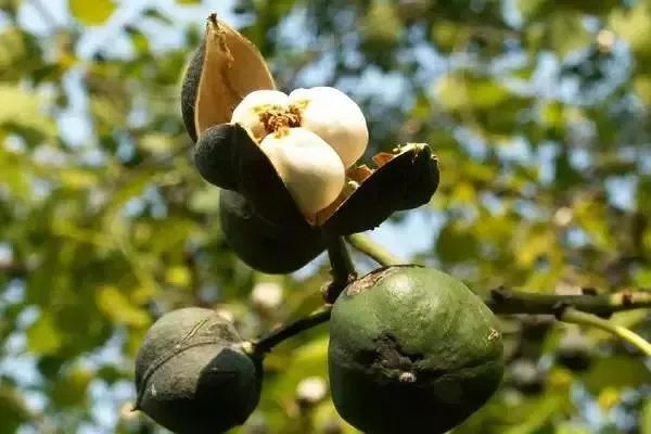 各种漆的品牌及特点,各家漆的优缺点