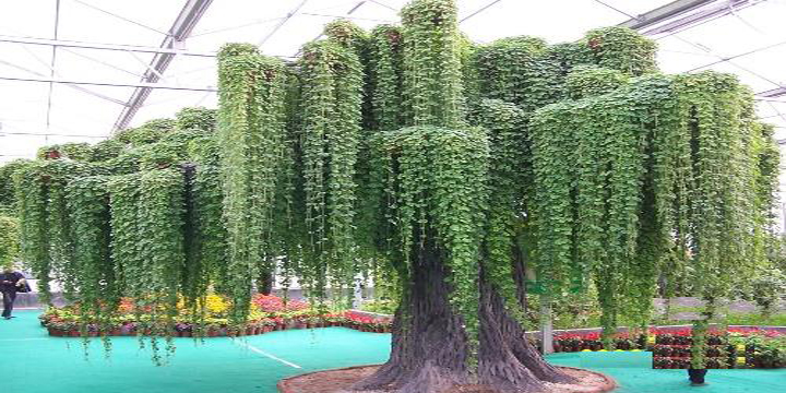 在家绿萝怎么养才能更旺盛小妙招,仿真绿萝怎么挂成瀑布