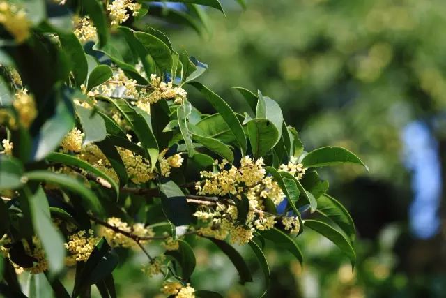 中秋佳节，聊一聊桂花的那些事儿~