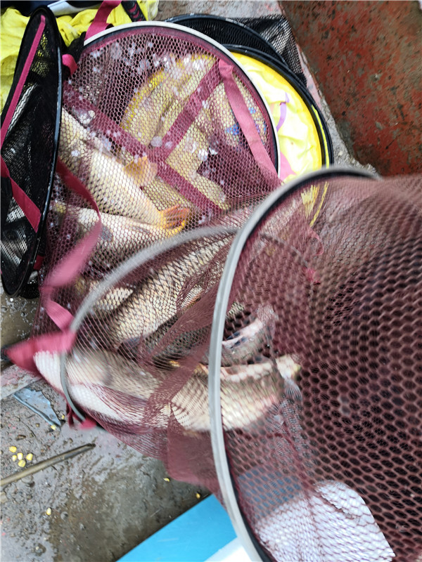 左手大鲤右手大翘我的鱼获超给力