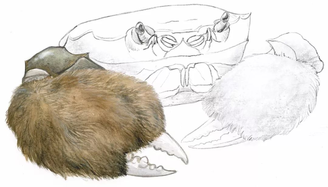 大闸蟹为什么这么好吃,大闸蟹公好还是母好吃