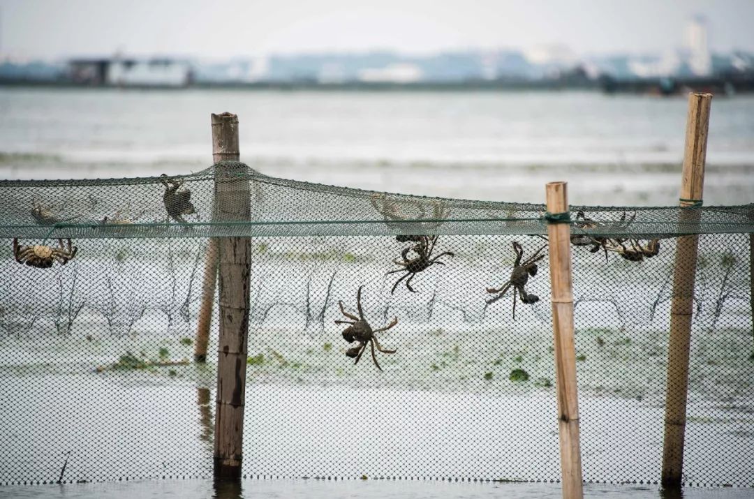 大闸蟹做法简单又好吃,鹤龙湖大闸蟹哪家好吃