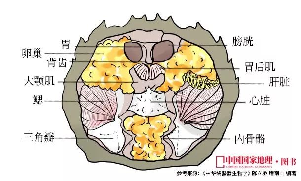 大闸蟹为什么这么好吃,大闸蟹公好还是母好吃