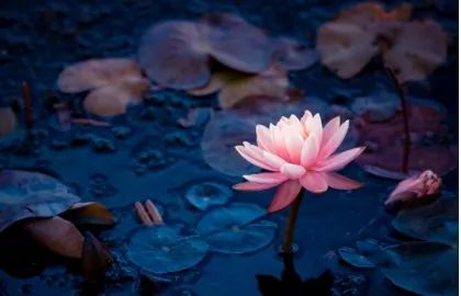 从莲花开,到深秋枯荷听雨,一年就过去了|此刻夜读