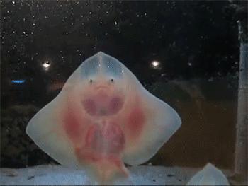 鱼儿科普,科普鱼儿