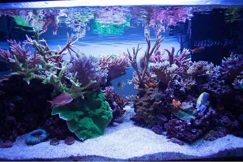 1.2米的缸需要多少沙,1.2米缸改造