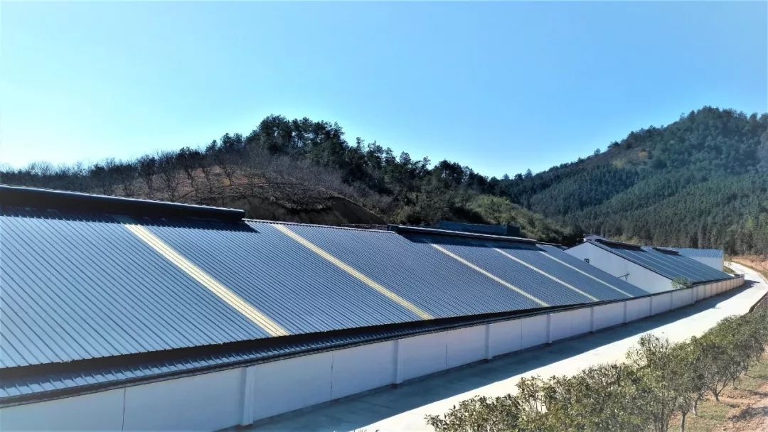 丁磊什么时候开始养猪,丁磊养的猪是什么品种