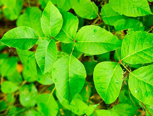 植物为什么会产生油脂,植物为什么需要有机物