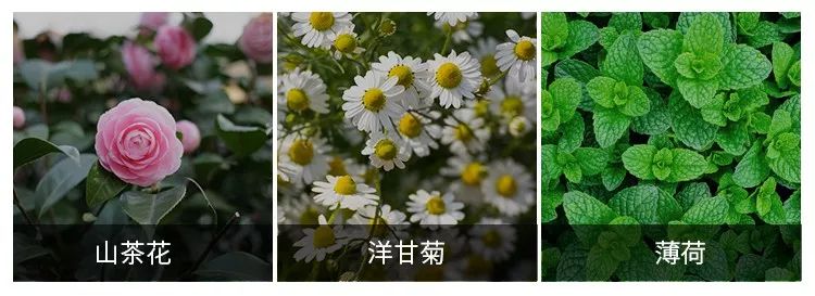 团购|俄罗斯亮白牙膏组合，轻松瓦解多年牙垢，清新口气告别黄牙