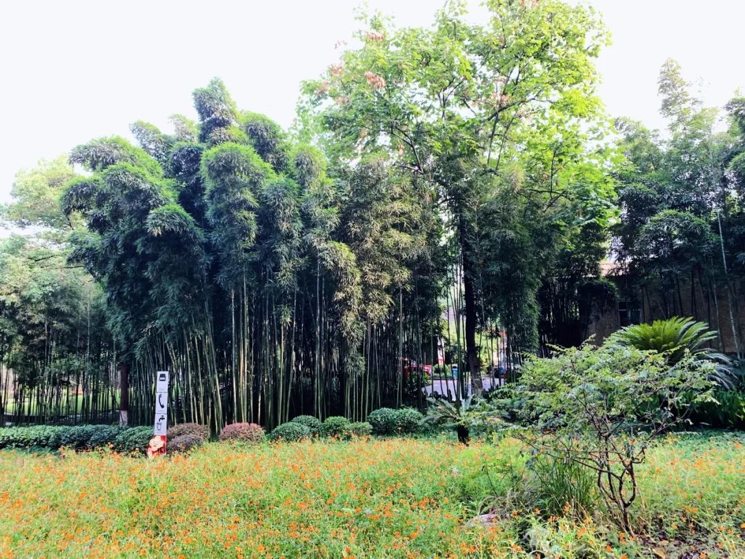 沙坪坝有哪些免费公园,沙坪坝公园推荐