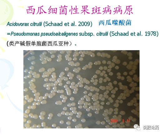 西瓜细菌性果腐病,西瓜细菌性果斑病特效药