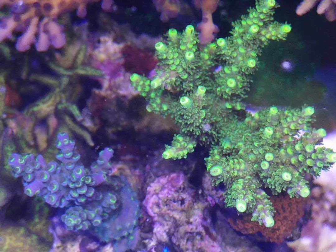 40小缸全套,40的方缸用多大的过滤桶