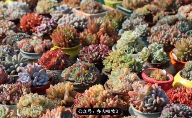 阳台如何让它变得很漂亮,怎么让阳台能种更多花