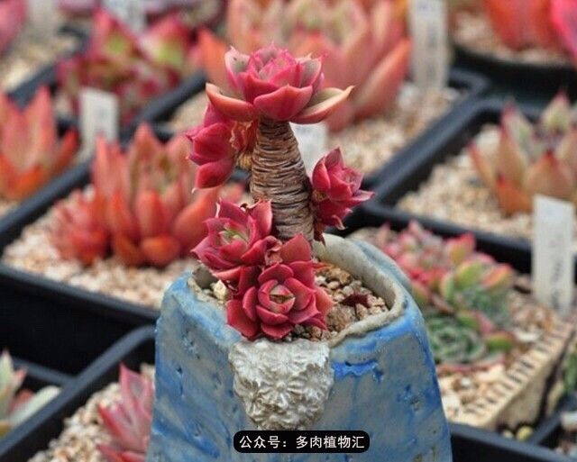 阳台如何让它变得很漂亮,怎么让阳台能种更多花