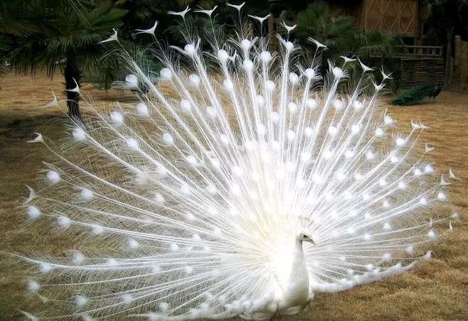 畅玩云南,畅玩永鸿动物园