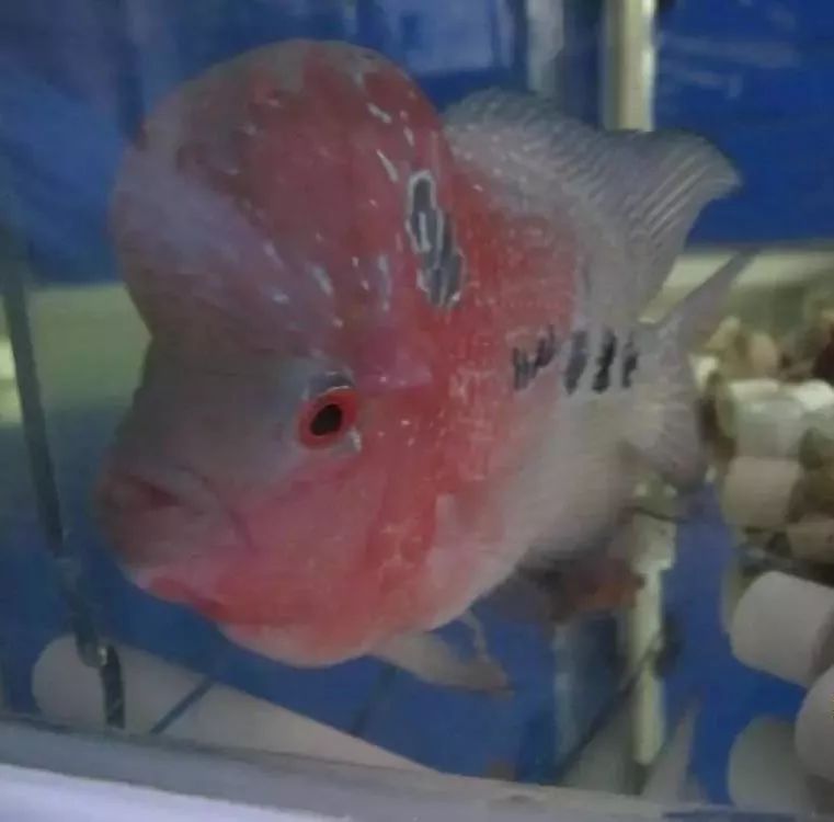 梭菌性肠炎的症状用什么药治疗,慢性肠炎怎么治疗好能彻底去根