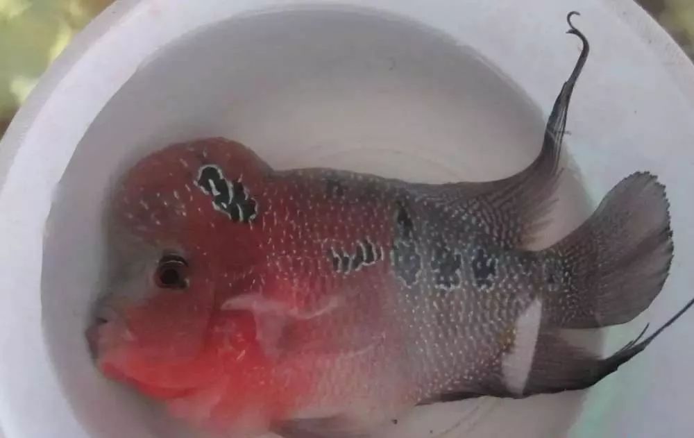 溃疡性肠炎有哪些症状如何治疗,猫胃肠炎的症状判断及治疗方法