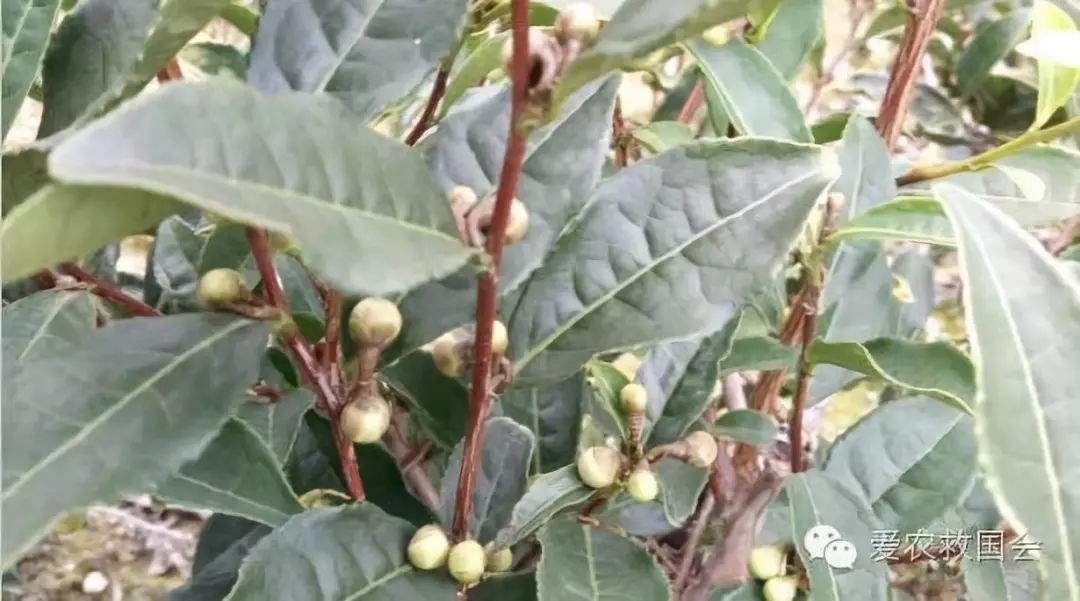 茶树开花太多怎么处理,茶树开花什么原因